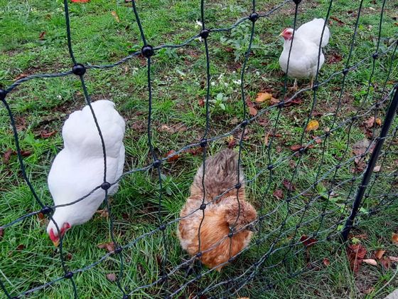 Hühner im auf einer Wiese, Nachrichten, Diakonie Hospiz Woltersdorf