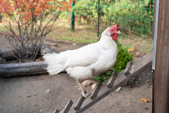 Ein Huhn auf der Rampe Richtung Stall im Diakonie Hospiz Woltersdorf