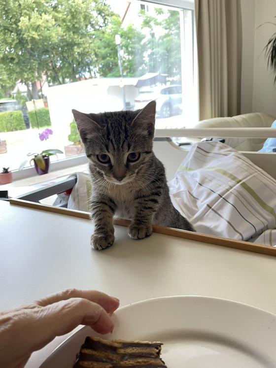 Junge getigerte Katze bei einem Tierbesuch im Diakonie Hospiz Woltersdorf