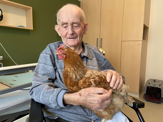 Ein älterer Mann streichelt ein Huhn auf seinem Schoß, 3 Jahre Diakonie Hospiz Woltersdorf, Nachrichten, Diakonie-Hospiz Woltersdorf