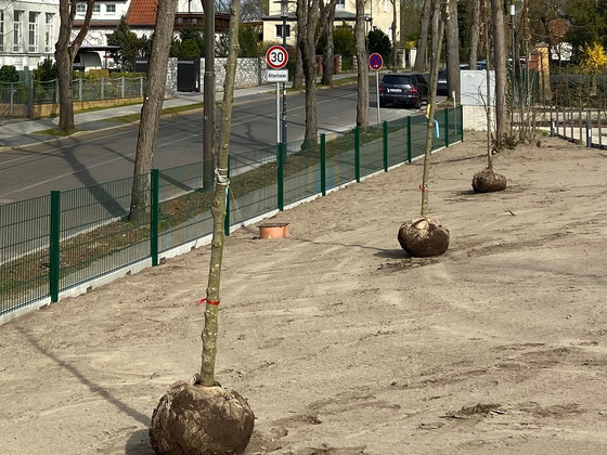 Platzierung neuer Bäume auf dem Gelände, Nachrichten, Diakonie Hospiz Woltersdorf