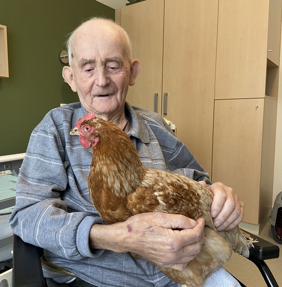 Ein braunes Huhn sitzt bei der tiergestützten Therapie einem Hospizgast auf dem Schoß im Diakonie Hospiz Woltersdorf Ein braunes Huhn sitzt bei der tiergestützten Therapie einem Hospizgast auf dem Schoß im Diakonie Hospiz Woltersdorf