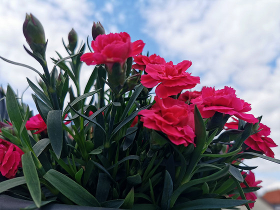 Ein Strauß mit roten Blumen, Nachrichten, Diakonie Hospiz Woltersdorf
