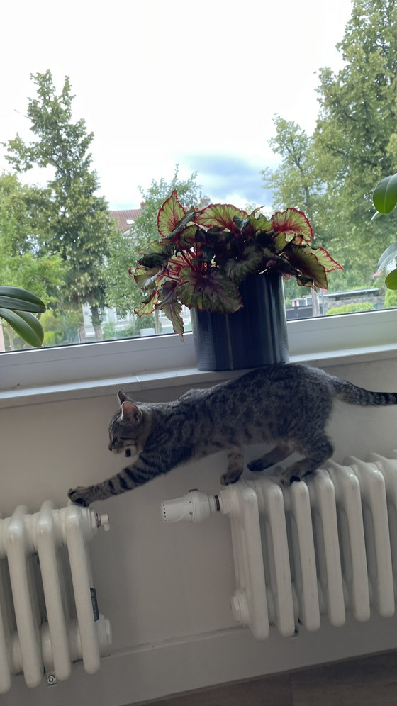 Junge getigerte Katze erkundet bei ihrem Besuch im Diakonie Hospiz Woltersdorf das Wohnzimmer